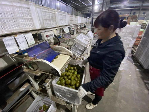 當客服指尖舞動千次咨詢，蒲江獼猴桃乘天貓雙11東風破浪